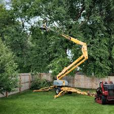 How Our Tree Care Process Works  in  Rockport, IN
