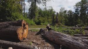 Rockport, IN Tree Removal Company