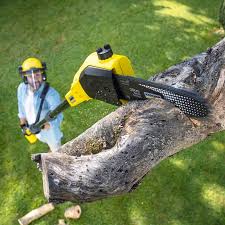 Best Palm Tree Trimming  in Rockport, IN