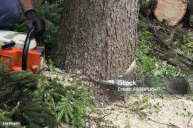 Best Lawn Pest Prevention  in Rockport, IN