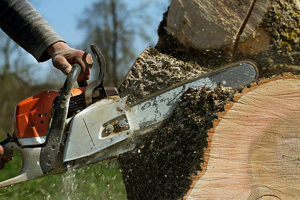 Best Lawn Grading and Leveling  in Rockport, IN